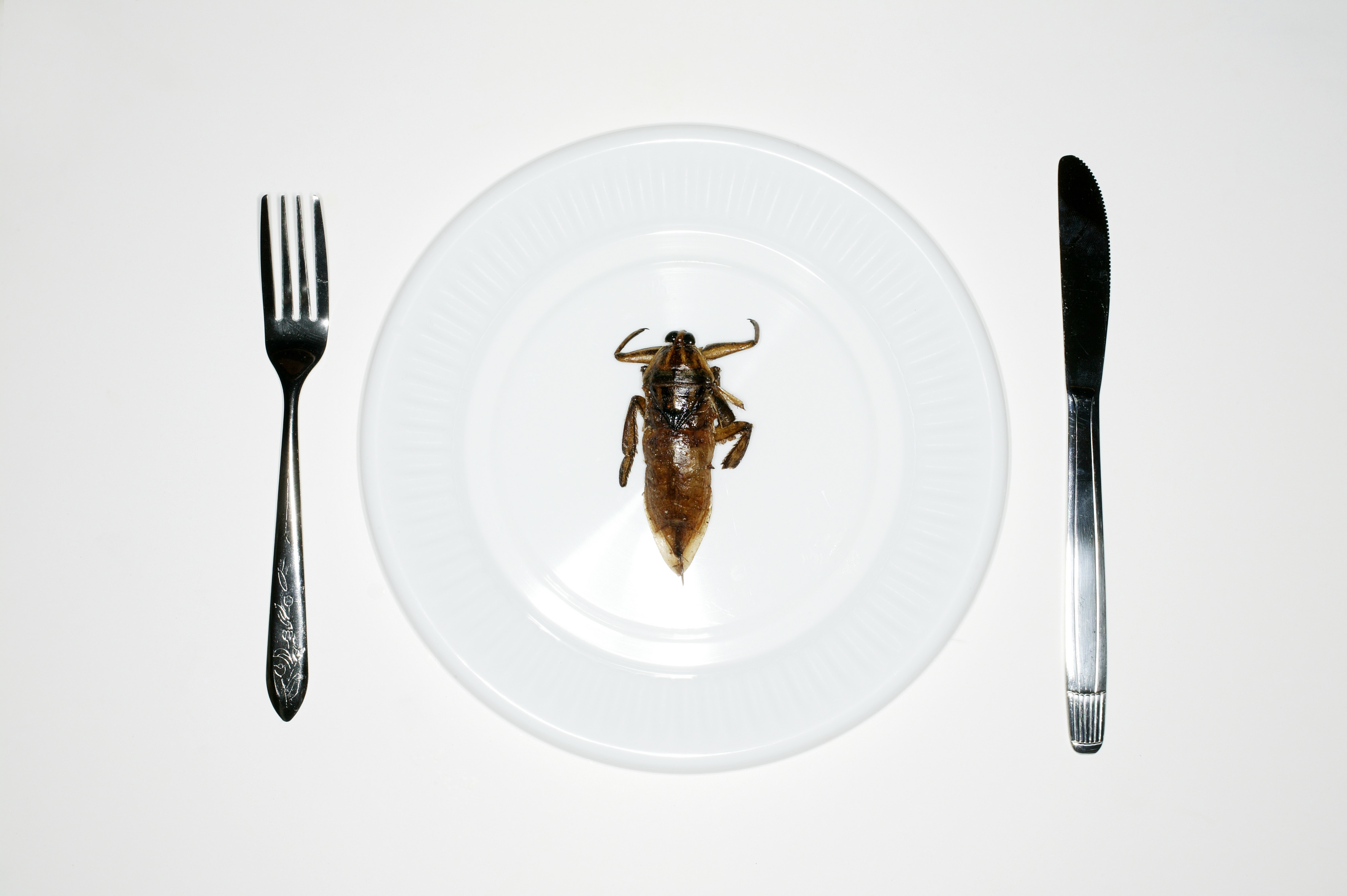 Insectes à manger