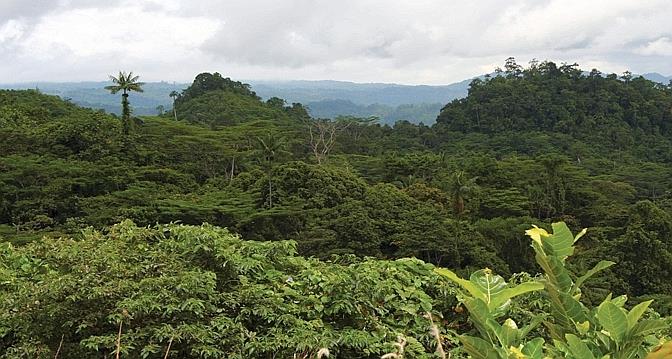 Le Pillage Des Forêts De Papouasie-Nouvelle-Guinée S’accélère - Le Temps