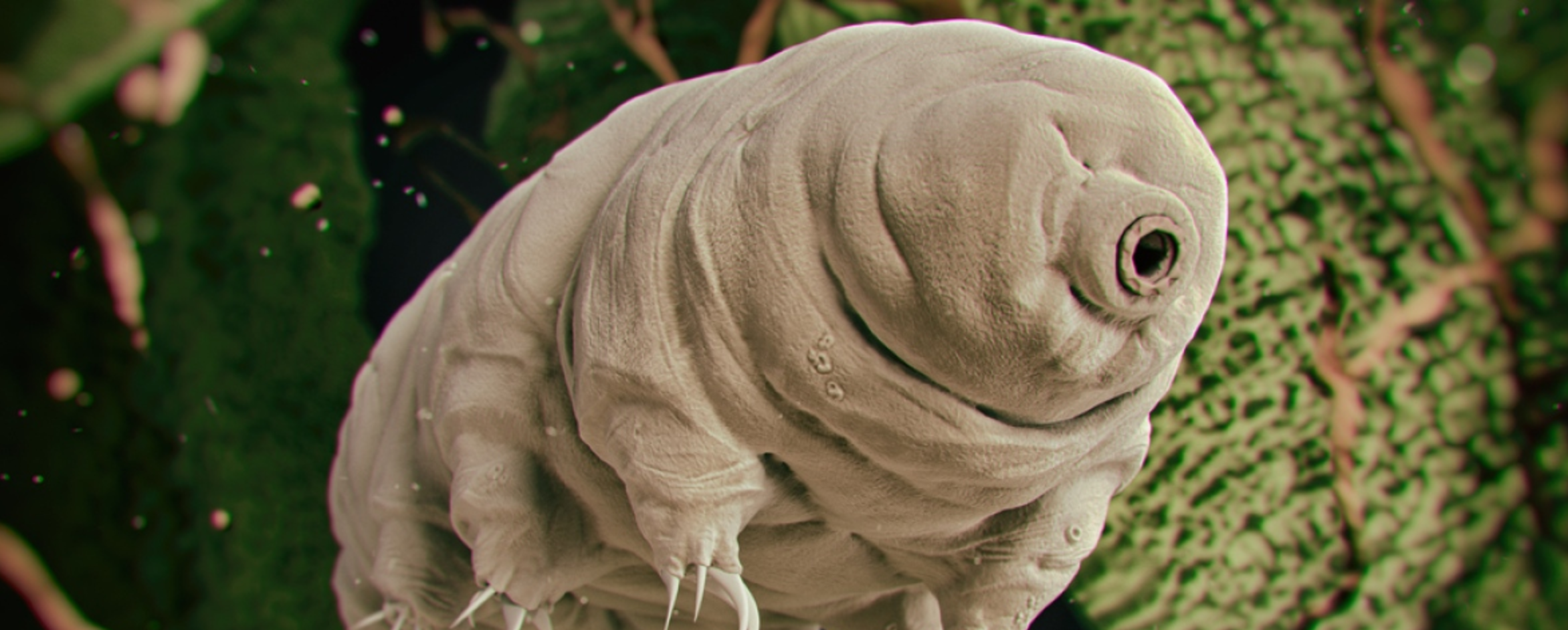 L Animal Le Plus Venimeux Du Monde Les 5 animaux les plus badass du monde sauvage - Le Temps