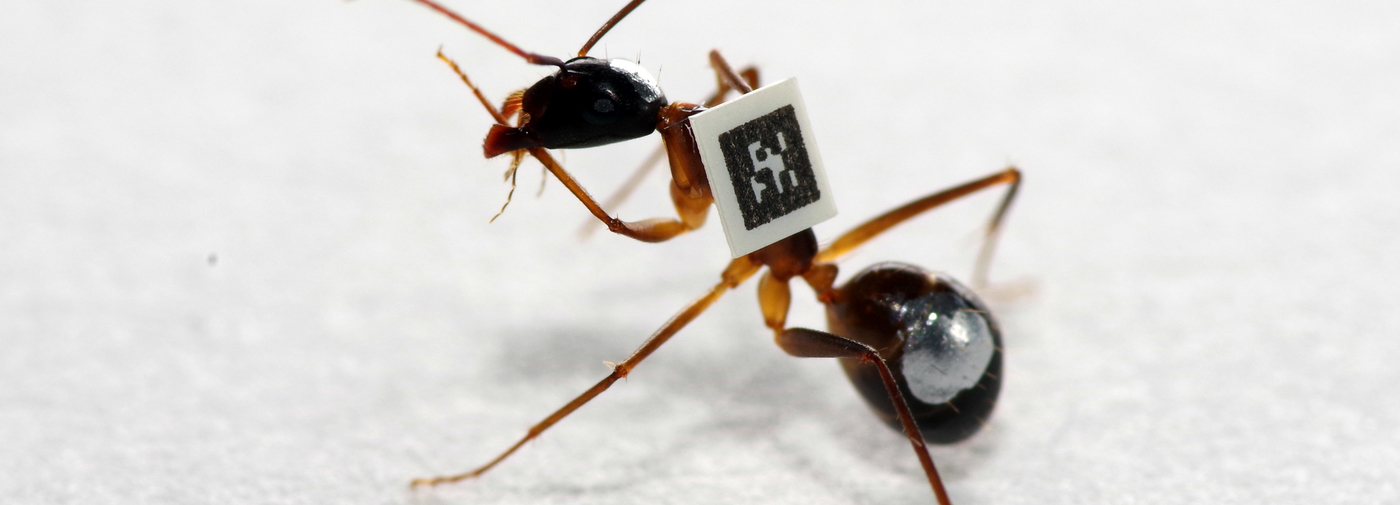 Quand Les Fourmis Sortent Du Nid Le Temps