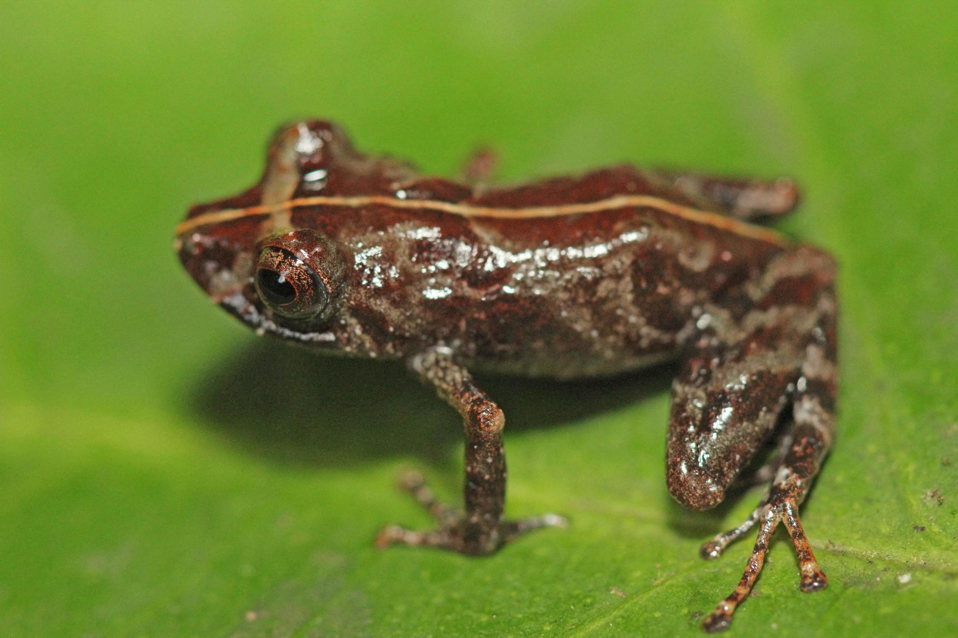 Une Nouvelle Espece De Grenouille A Ete Decouverte Au Perou Le Temps