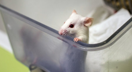 Des Chercheurs Ont Rallonge D Un Tiers La Vie De Souris Le Temps