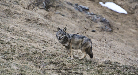 La Suisse Abrite Toujours Plus De Loups - Le Temps