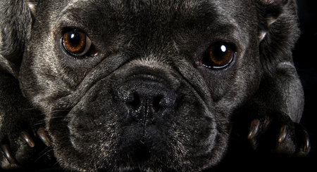 Trafic De Chiens Les Dessous D Un Commerce Opaque Et Dangereux Le Temps