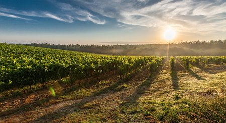 Que l'on soit amateur ou pas de bon vin, investir dans un vignoble peut se révéler un placement intéressant - Pixabay