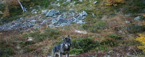 Un référendum lancé contre la loi sur la chasse pour protéger le loup