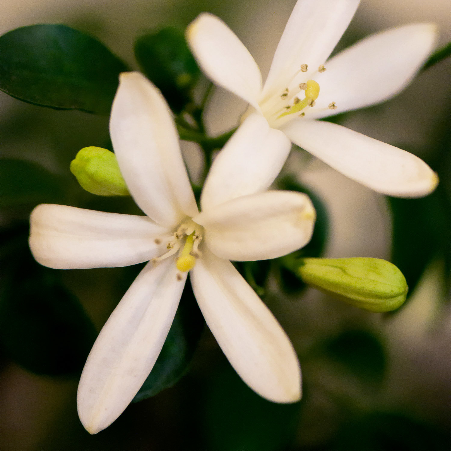 Jasmin et rose