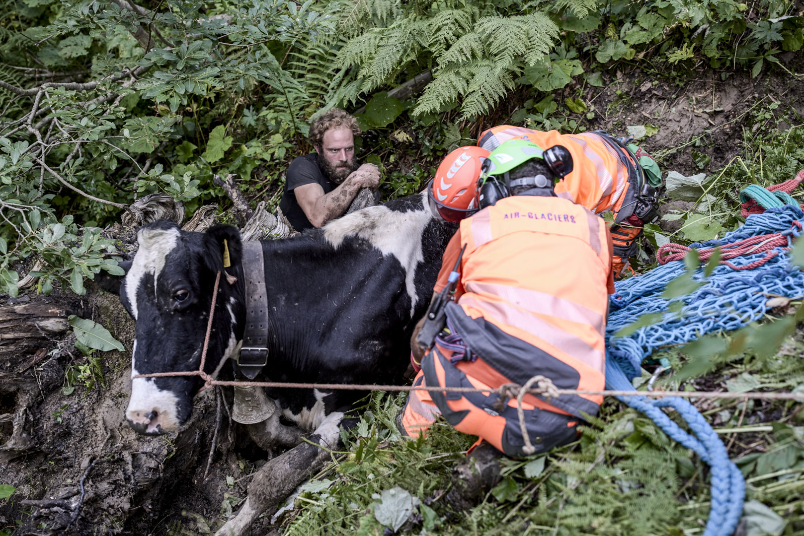 Intervention d’Air Glaciers, des sangles sont fixées autour de la vache. Intervention d’Air Glaciers, des sangles sont fixées autour de la vache.