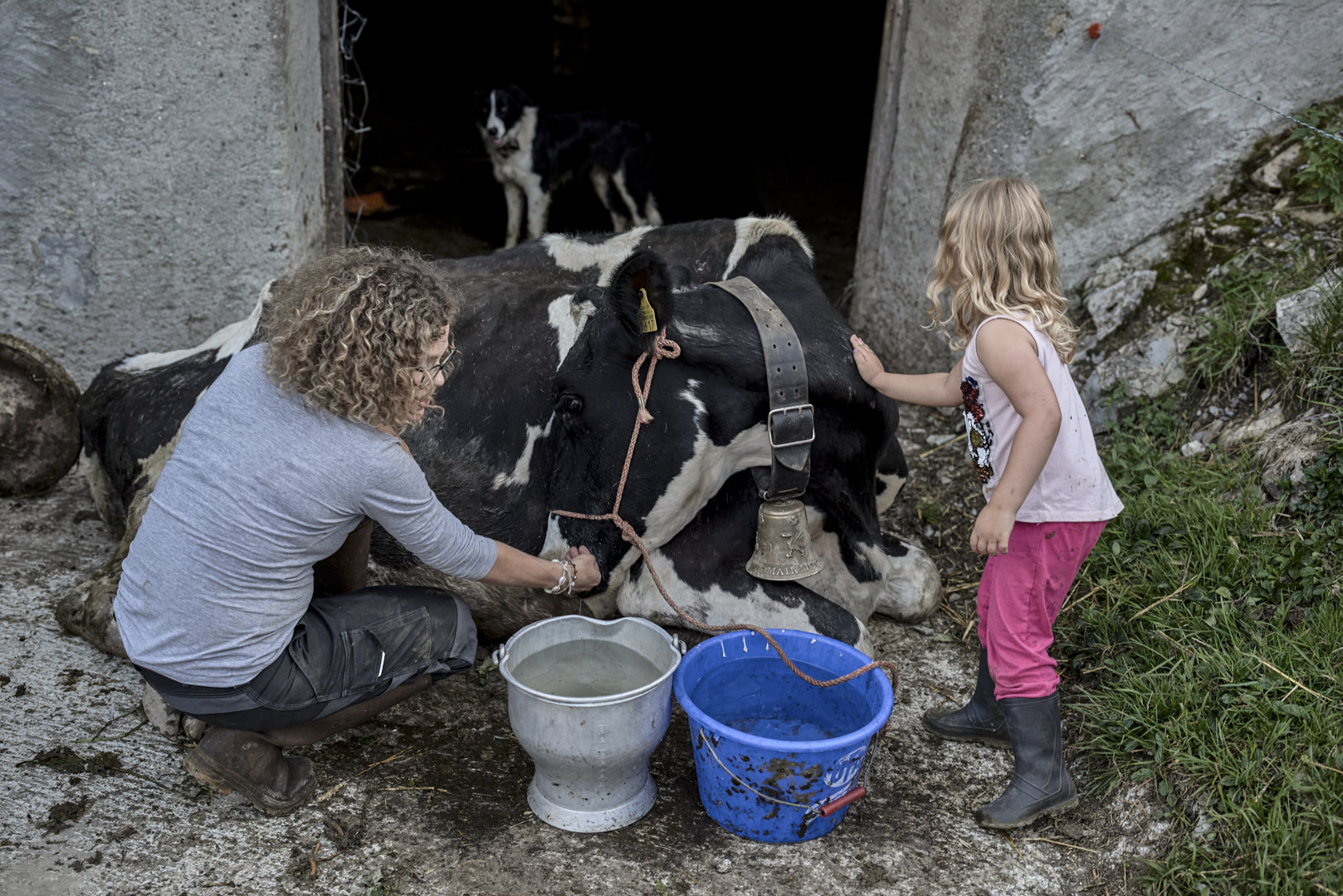 La vache Gentiane, un peu tête de linotte. La vache Gentiane, un peu tête de linotte.