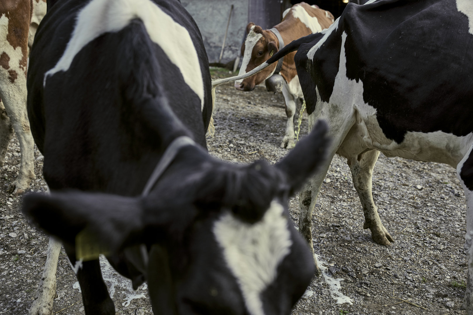 Le rêve du berger, avoir ses propres vaches: «Un jour, bientôt…» Le rêve du berger, avoir ses propres vaches: «Un jour, bientôt…»