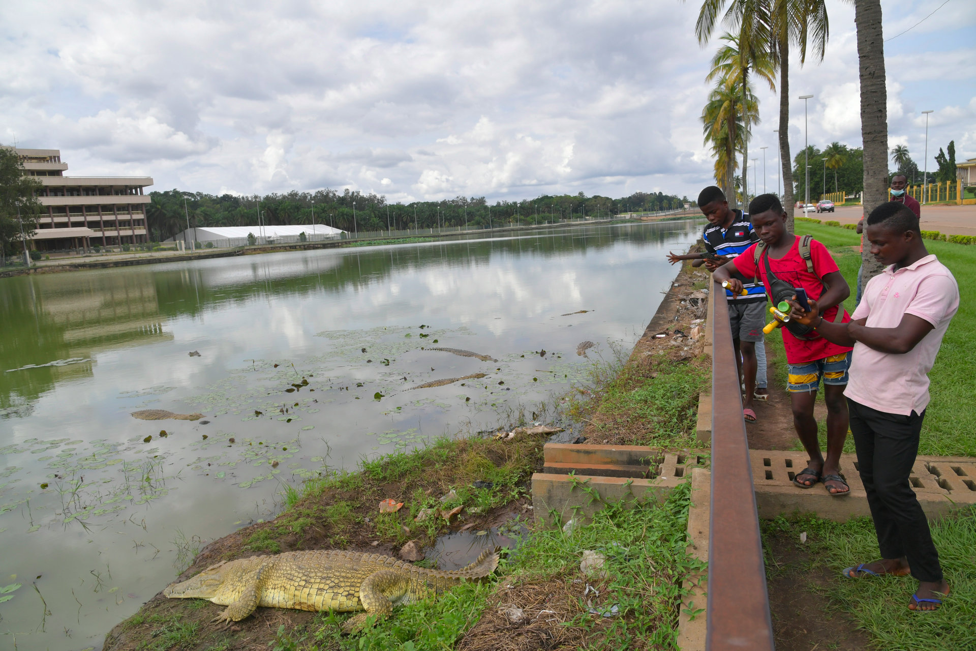 Les fameux crocodiles de Yamoussoukro qui envahissent parfois la ville lors de la saison des pluies