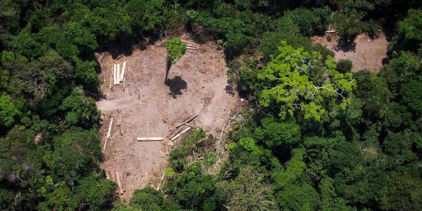 La dégradation des forêts, une menace climatique sous-estimée
