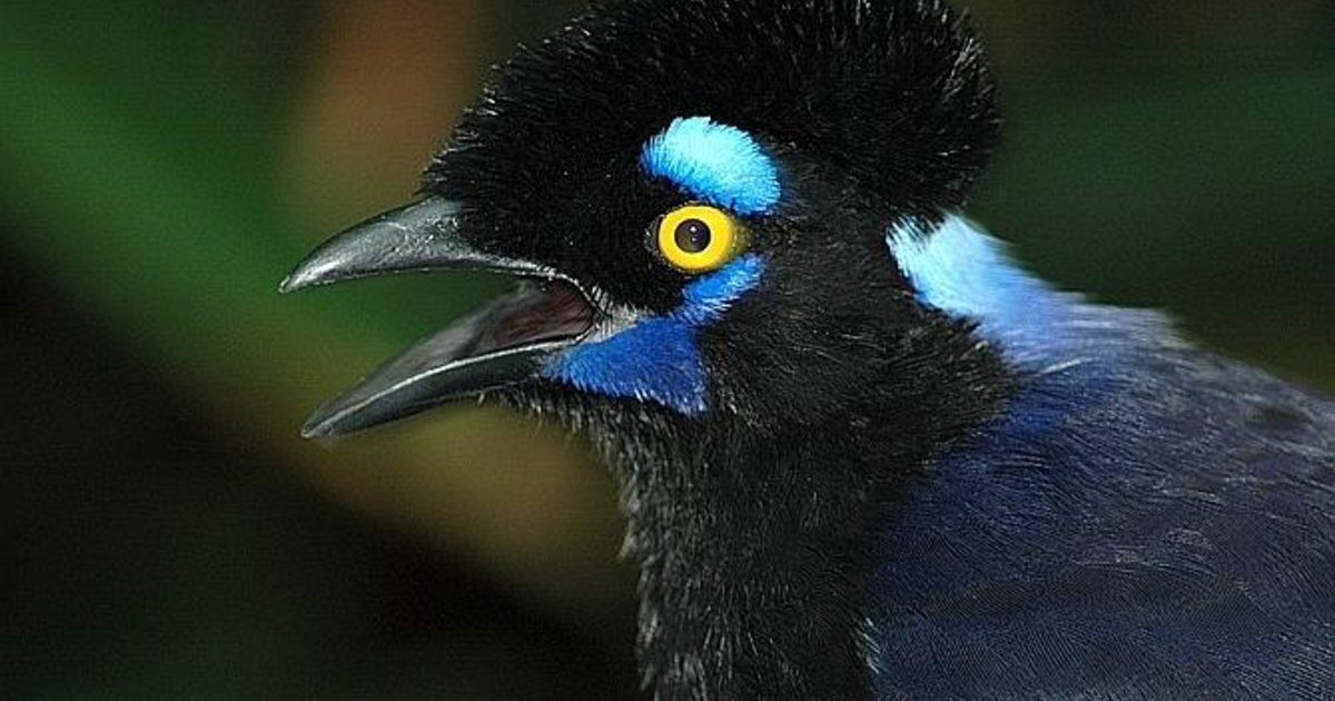Quinze nouvelles espèces d’oiseaux découvertes en Amazonie - Le Temps