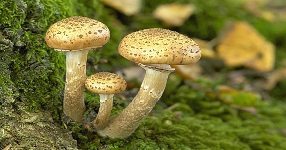 L Impressionnant Champignon Vieux De Mille Ans Le Temps