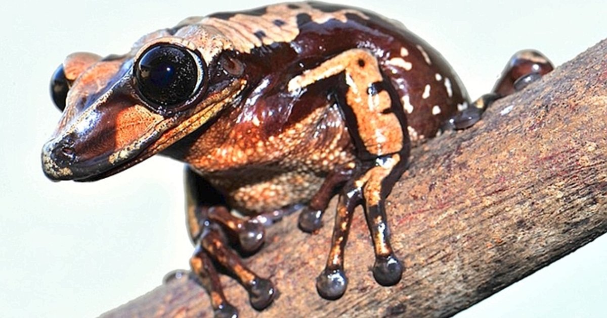 La Célèbre Grenouille Sauteuse Du Comté De Calaveras Voici la grenouille la plus venimeuse du monde - Le Temps