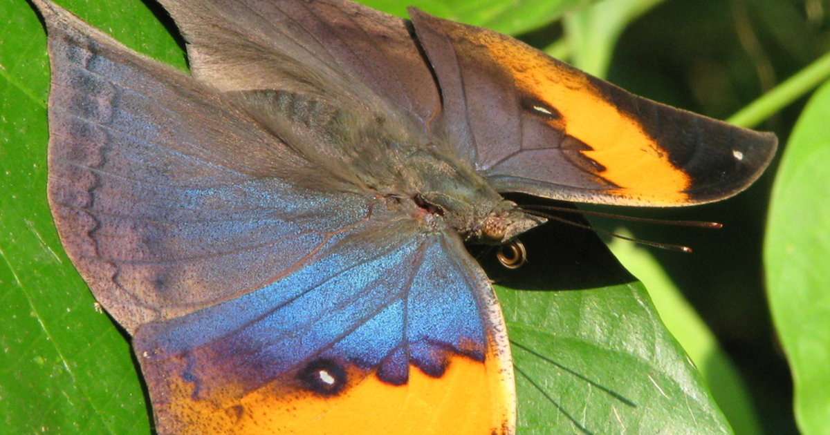 Papillon Qui Se Pose Sur Moi Islam La posture d’un papillon en vol - Le Temps