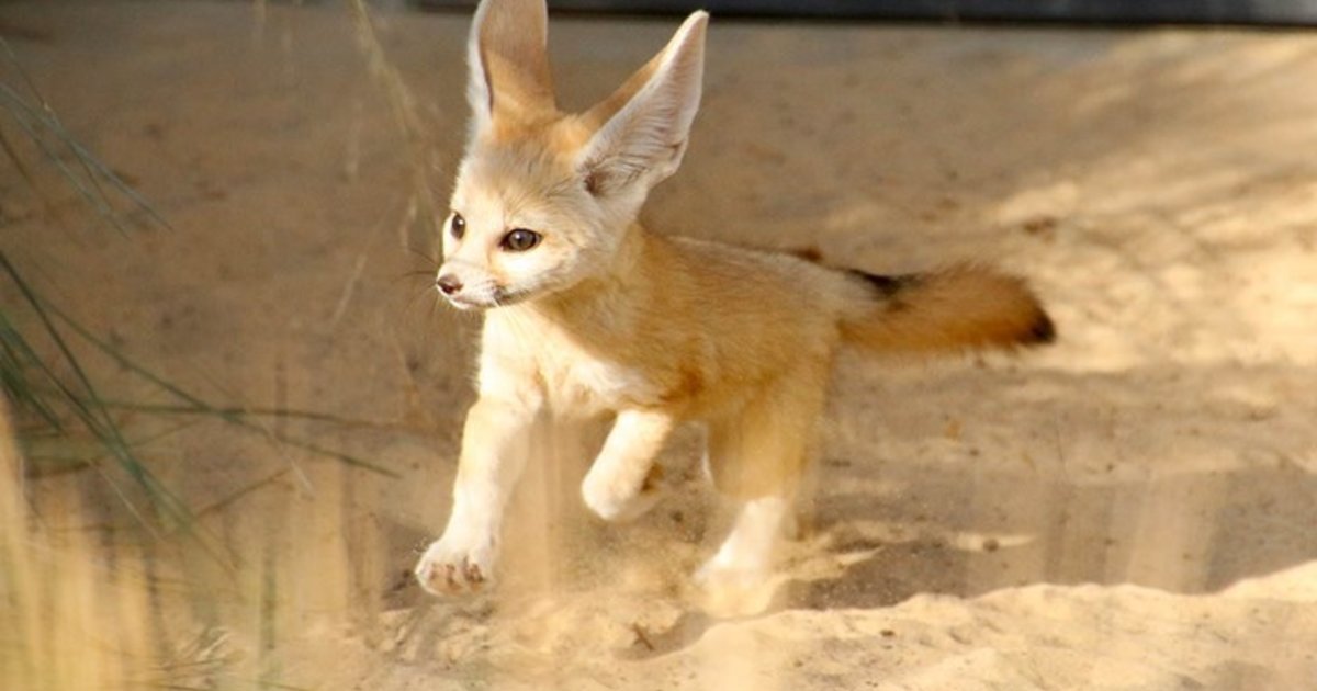 Fennec Mignon Lave En Fusion Et Bave De Grenouille Une Semaine De Science En Images Le Temps