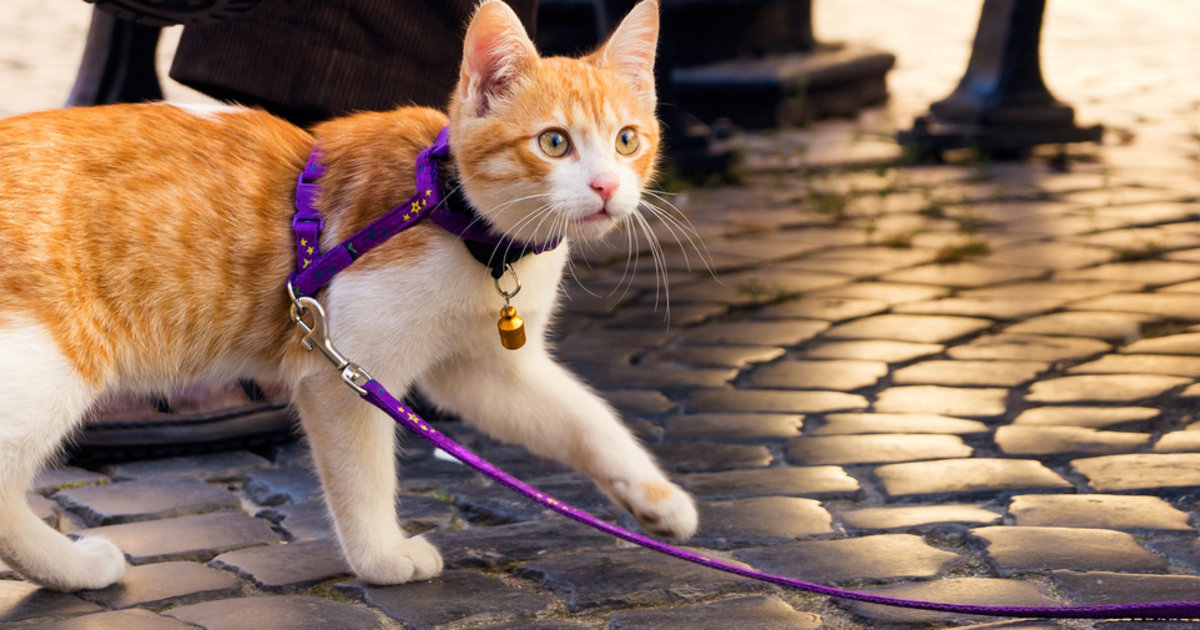 Les Animaux Domestiques Ont Ils Une Vie De Chien Le Temps