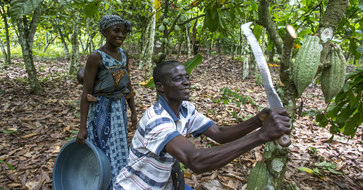 En Côte d'Ivoire, le pays du cacao, le combat difficile contre le travail des enfants