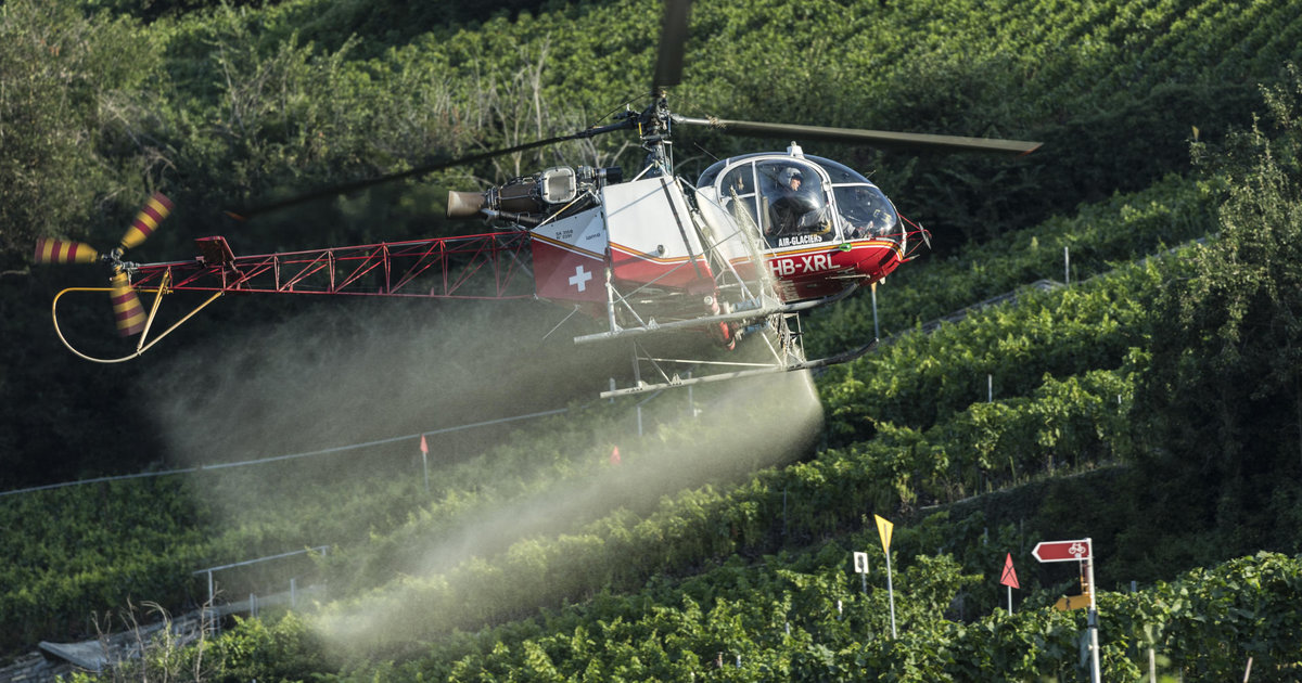 Des pesticides dans les champs bios