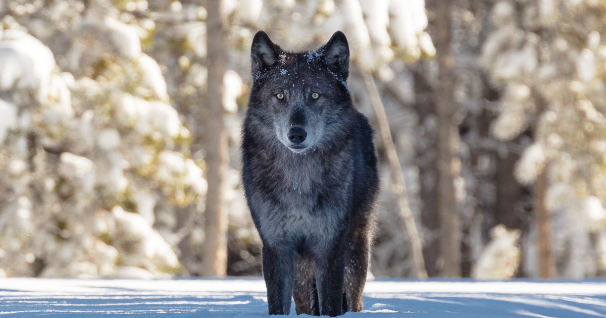 Dans L Ouest Americain La Guerre Du Loup Le Temps