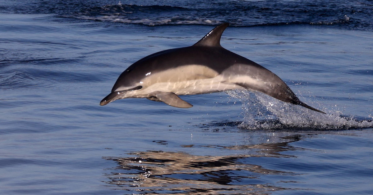 Des espèces de dauphins de 20 millions d'années jusqu'à présent inconnues identifiées en Suisse