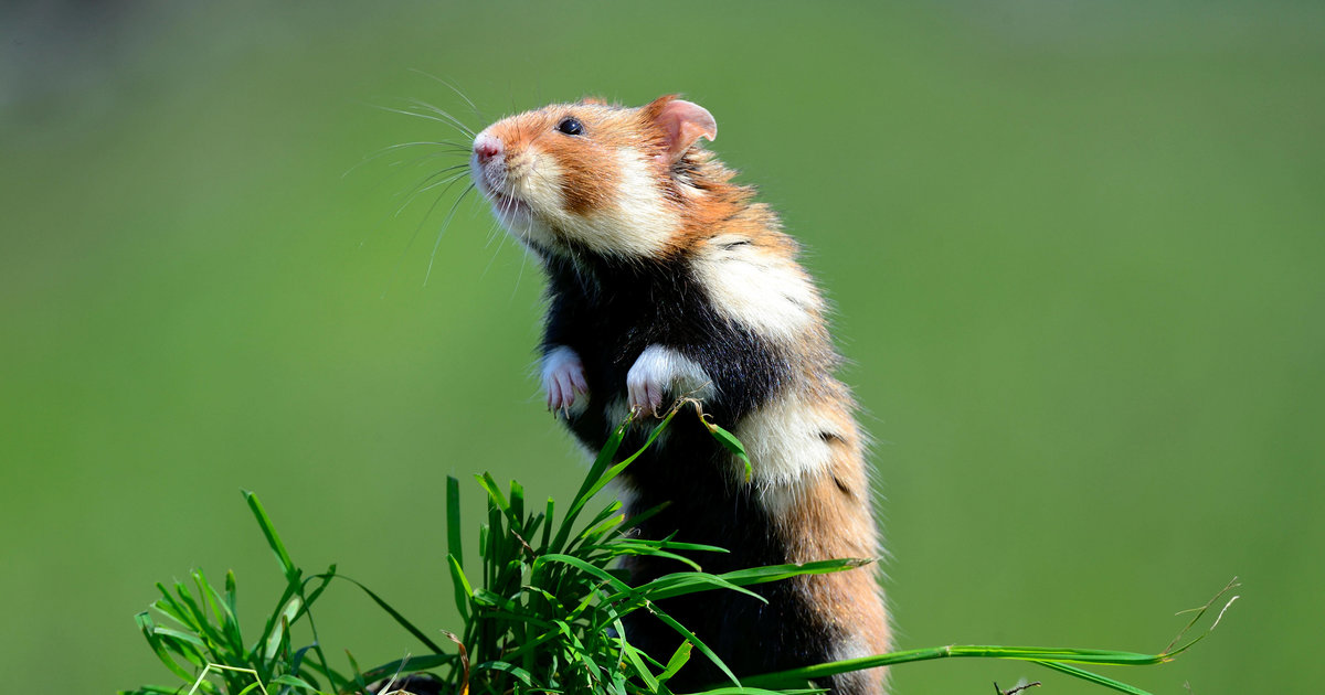 Sauvés de l'extinction Le fragile avenir du hamster d’Europe, si