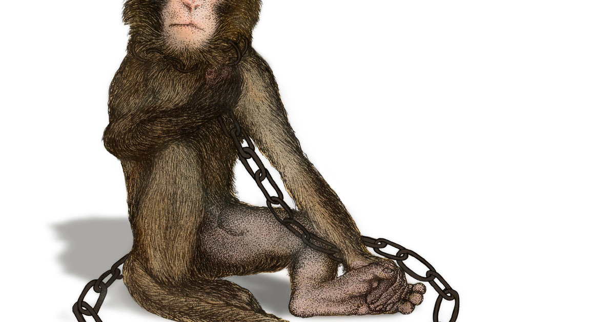 Helvetia incognita: Un petit singe d’Afrique dans la Bâle médiévale
