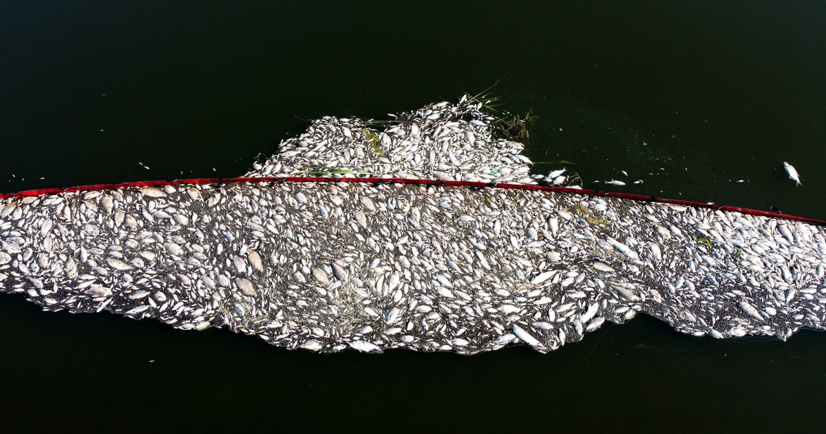 Pour une raison inconnue, des dizaines de tonnes de poissons retrouvés morts dans l’Oder