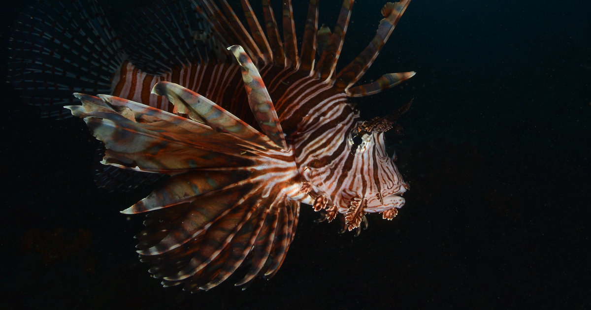 Le poissonlion, terreur des mers Le Temps