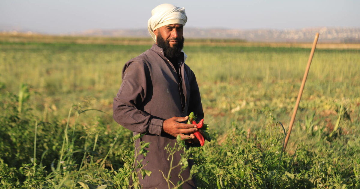 L’agriculture syrienne en proie à une sécheresse inédite