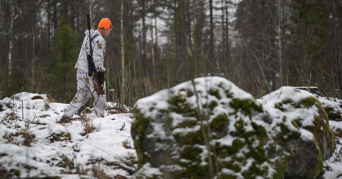Le gouvernement suédois provoque la controverse en autorisant le tir de 75 de ses 460 loups