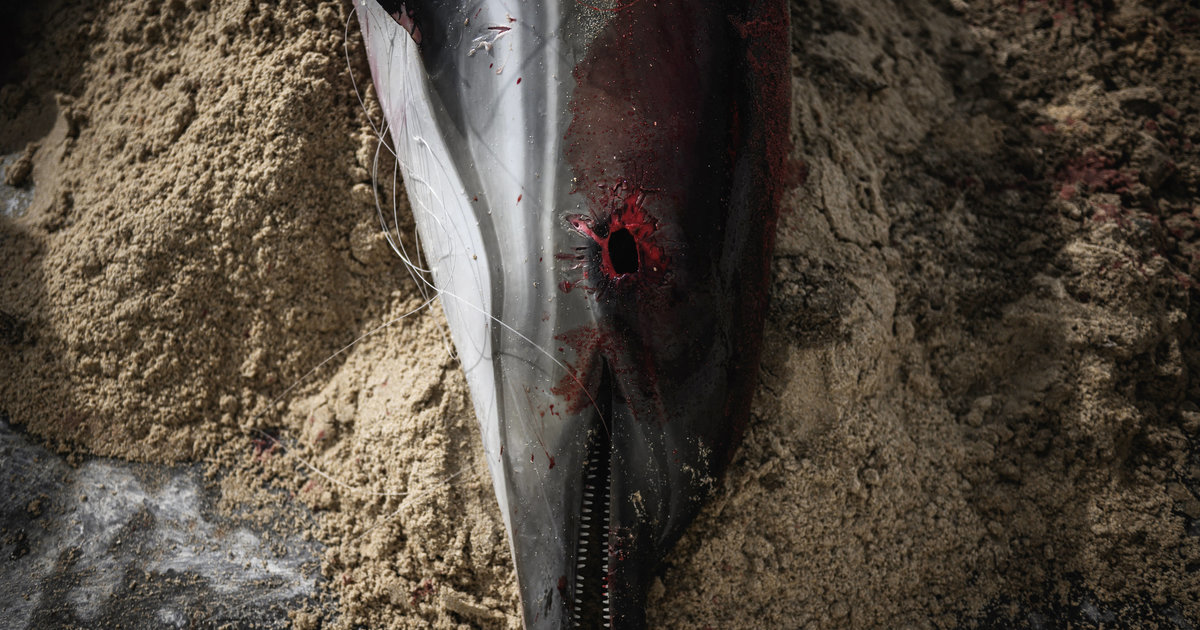 Dauphins échoués, vers la fermeture de zones de pêche sur le littoral français